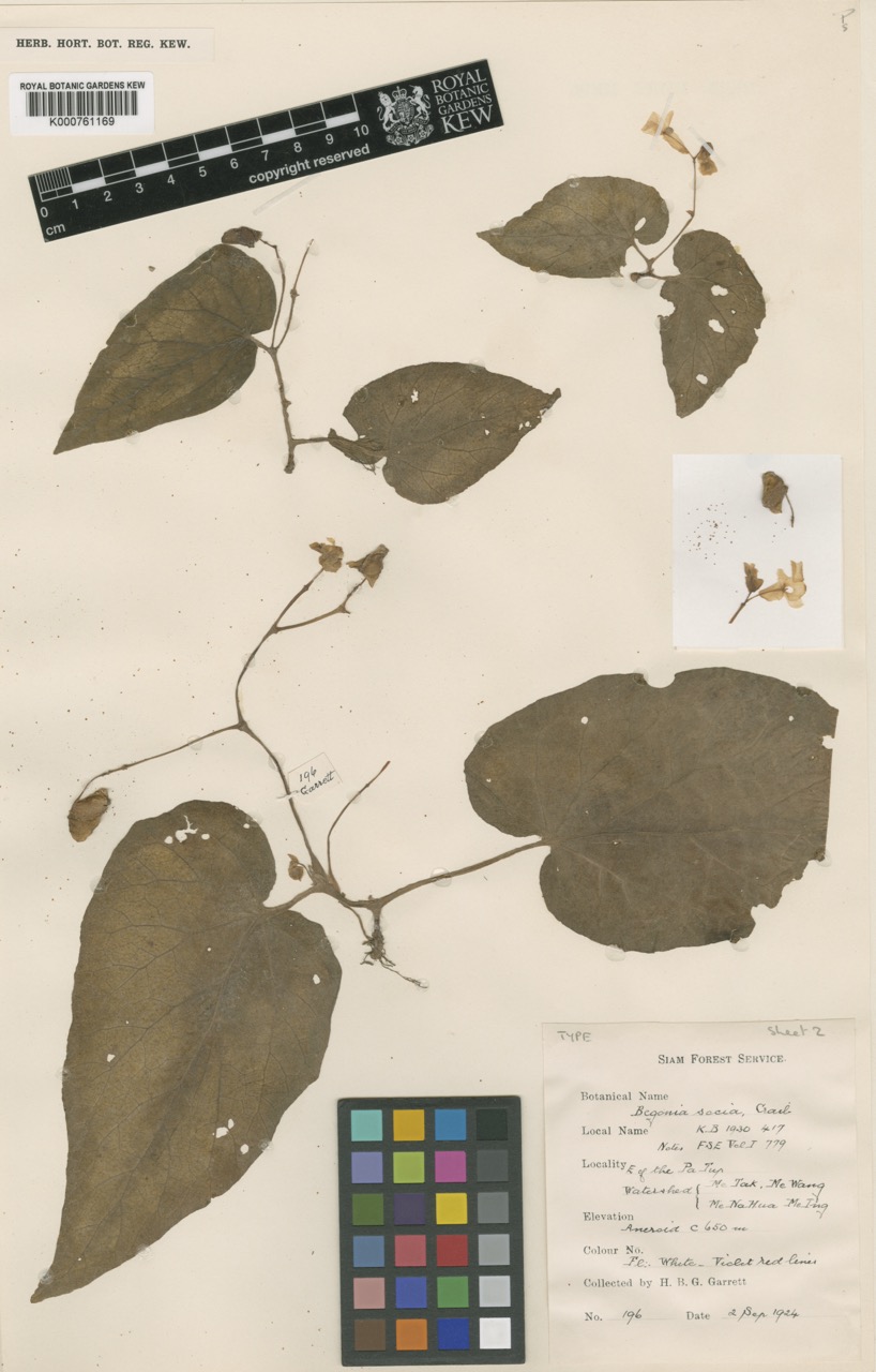 B. socia